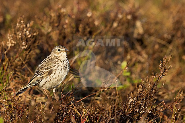 Meadow Pipit - Wiesenpieper - Anthus pratensis ssp. pratensis, Germany stock-image by Agami/Ralph Martin,