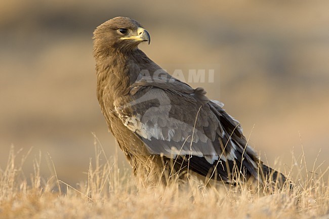 Onvolwassen Steppearend in zit; Immature Steppe Eagle perched stock-image by Agami/Daniele Occhiato,