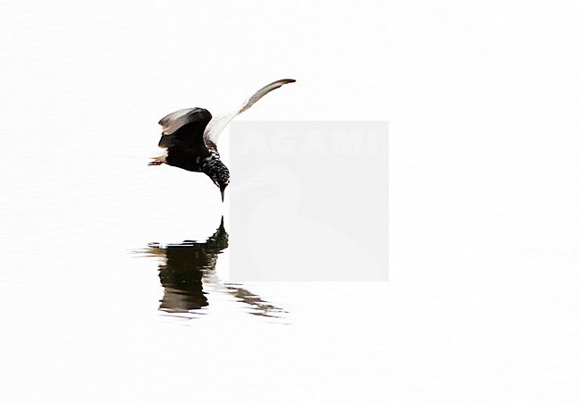 Witvleugelstern vliegend; White-winged Black Tern flying stock-image by Agami/Menno van Duijn,