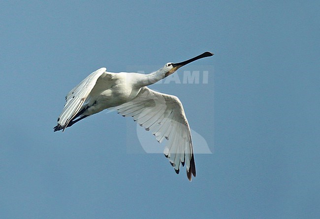 Eurasian Spoonbill (Platalea leucorodia), second calender year / first-summer in flight, showing under wing. stock-image by Agami/Fred Visscher,