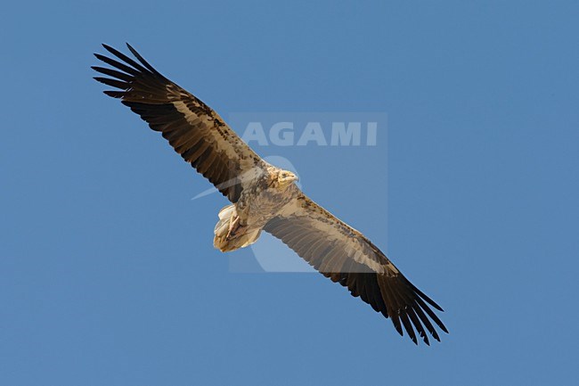 Onvolwassen Aasgier in de vlucht; Immature Egyptian Vulture in flight stock-image by Agami/Daniele Occhiato,