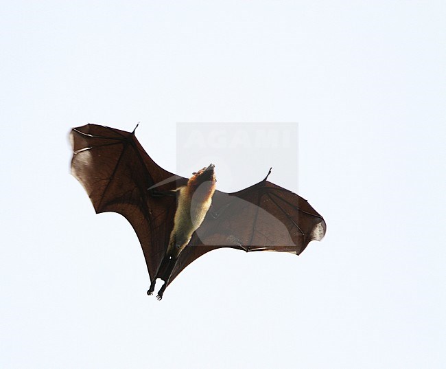 Moluccan flying fox (Pteropus chrysoproctus) on the Indonesia island of Seram. Flying over canopy at dusk, seen from below. Listed as Vulnerable by the IUCN. stock-image by Agami/James Eaton,