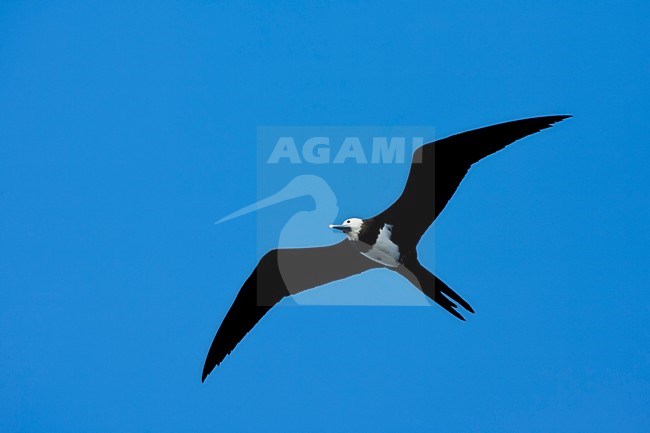 Ascensionfregatvogel, Ascension Frigatebird, Fregata aquila stock-image by Agami/Marc Guyt,