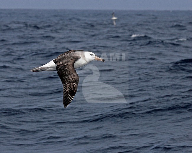 Black-browed Albatross (Thalassarche melanophrys) flying over the ocean near Antarctica stock-image by Agami/Pete Morris,