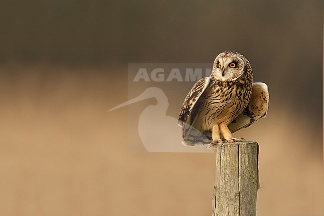 velduil; Short-eared owl; stock-image by Agami/Walter Soestbergen,
