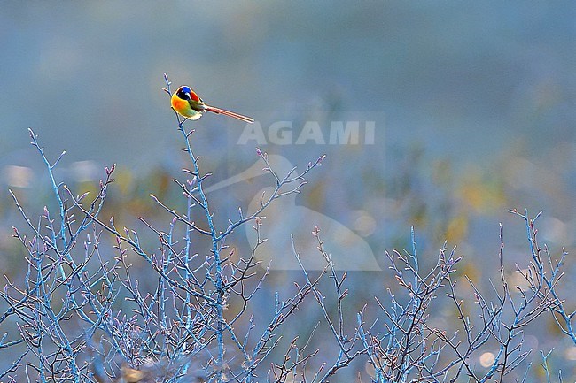 Male Fire-tailed Sunbird, Aethopyga ignicauda, in Nepal. stock-image by Agami/Dani Lopez-Velasco,