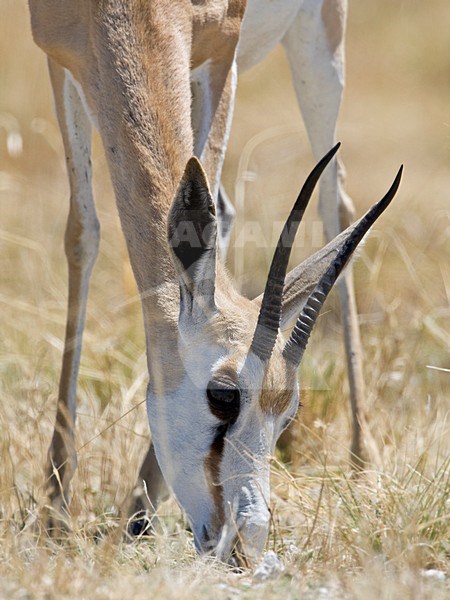 Springbok mannetje grazend Etosha NP Namibie, Springbok male grazing Etosha NP Namibia stock-image by Agami/Wil Leurs,