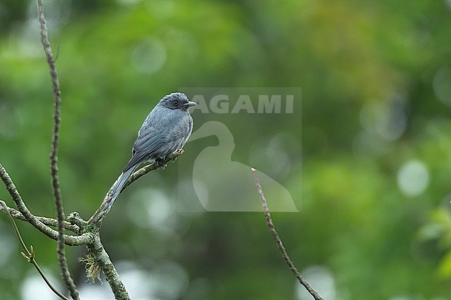 Ashy Drongo (Dicrurus leucophaeus), perched in Khao Yai National Park, Thailand stock-image by Agami/Helge Sorensen,