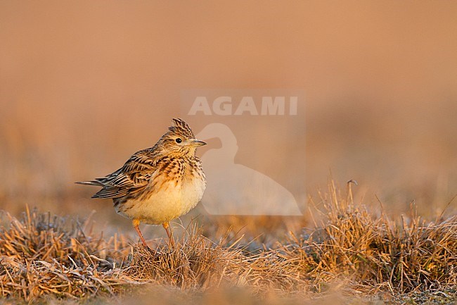 Eurasian Skylark - Feldlerche - Alauda arvensis arvensis, Germany stock-image by Agami/Ralph Martin,