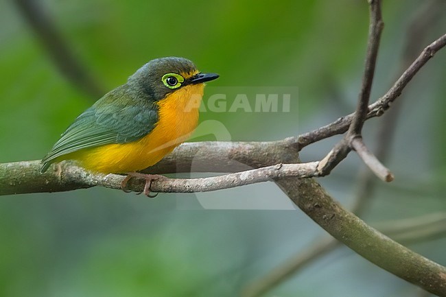 Female Yellow-bellied Wattle-eye (Platysteira concreta) perched on a branch in Angola. stock-image by Agami/Dubi Shapiro,