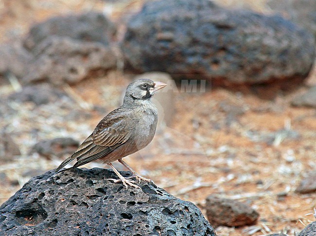 Masked lark (Spizocorys personata) perched on a rock stock-image by Agami/Pete Morris,