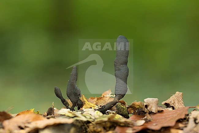 houtknotszwam; Dead Man's fingers; stock-image by Agami/Walter Soestbergen,