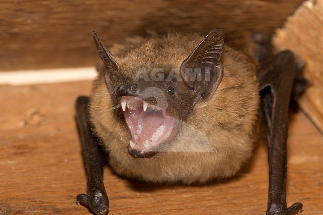 Laatvlieger, Serotine, Eptesicus serotinus stock-image by Agami/Theo Douma,