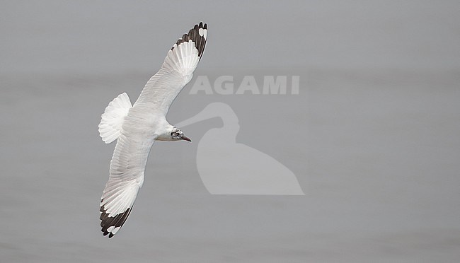 Wintering Brown-headed Gull, Chroicocephalus brunnicephalus, in Thailand. Adult in non-breeding plumage. stock-image by Agami/Ian Davies,