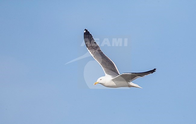 Lesser Black-backed Gull (Larus fuscus) in flight. Possible third summer plumage. stock-image by Agami/Marc Guyt,