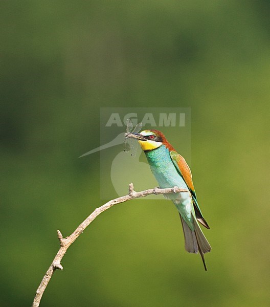 Bijeneter; European Bee-eater stock-image by Agami/Marc Guyt,