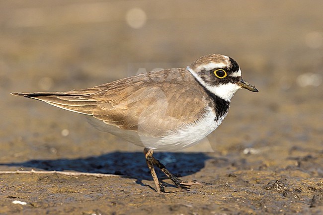 Portrait of an adult Little Ringed Plover (Charadrius dubius) standing on mudflats at Aiguamolls de l'Empordà in NE Spain. stock-image by Agami/Rafael Armada,