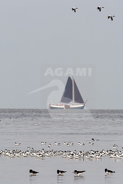 Kluten en Scholeksters in Westhoek; Pied Avocet and Eurasian Oystercatcher at Westhoek stock-image by Agami/Marc Guyt,