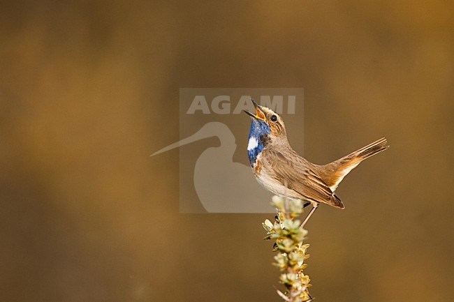 Blauwborst, White-spotted Bluethroat, Luscinia svecica stock-image by Agami/Menno van Duijn,