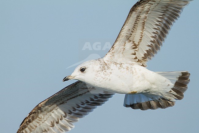 Common Gull - Sturmmöwe - Larus canus ssp. canus, Switzerland, 2nd cy stock-image by Agami/Ralph Martin,