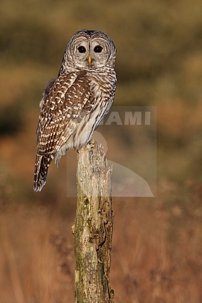 Gestreepte Uil zittend; Barred Owl perched stock-image by Agami/Chris van Rijswijk,