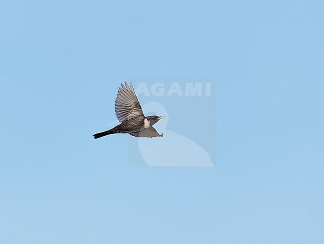 Adult male Ring Ouzel (Turdus torquatus torquatus) on migration flying against a blue sky showing underside and wings fully spread stock-image by Agami/Ran Schols,