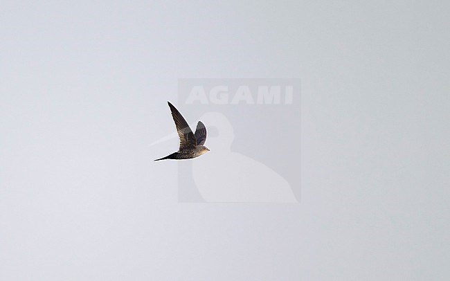 Cook's Swift (Apus cooki) in flight at Doi Angkang, Thailand stock-image by Agami/Helge Sorensen,