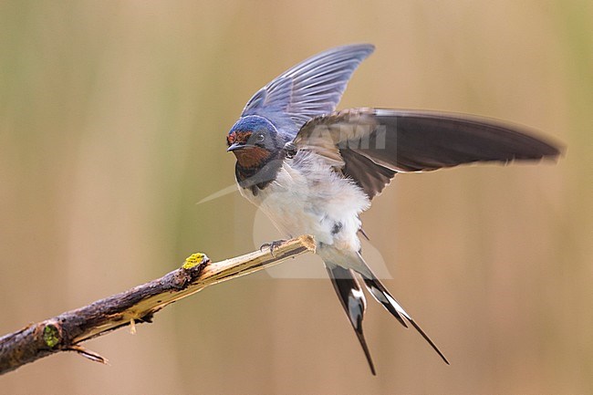 Boerenzwaluw met vleugels wijd, Barn Swallow with wings out stock-image by Agami/Daniele Occhiato,