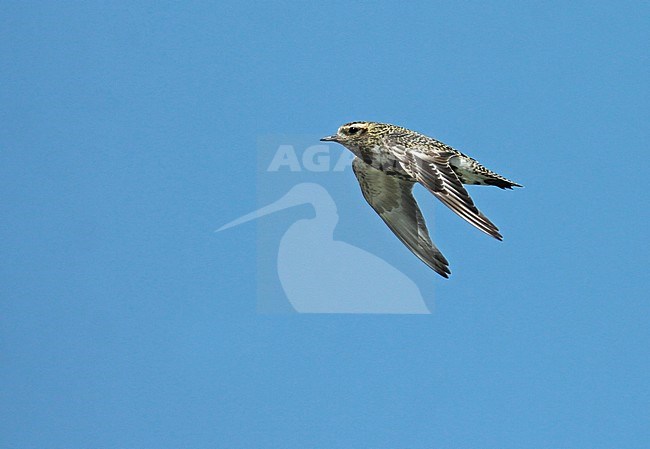Eurasian Golden Plover (Pluvialis apricaria), adult in flight, seen from the side, showing upper/underwing and showing active primairy moult. stock-image by Agami/Fred Visscher,