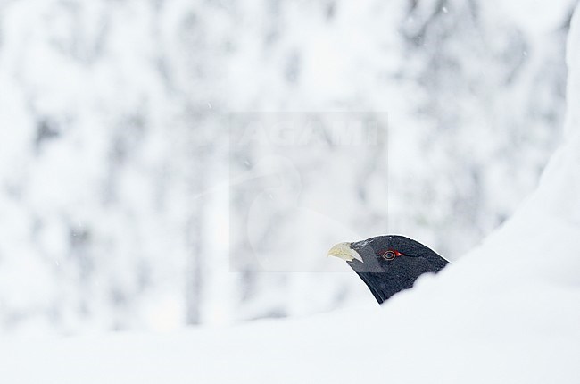 Capercaillie (Tetrao urogallus) Kuusamo Finland January 2013 stock-image by Agami/Markus Varesvuo,