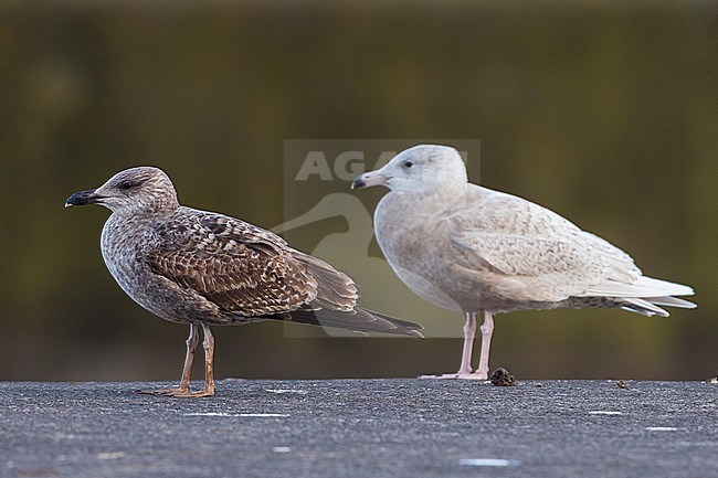 Azoren Geelpootmeeuw; Azores Yellow-legged Gull; Larus michahellis ssp atlantis stock-image by Agami/Daniele Occhiato,