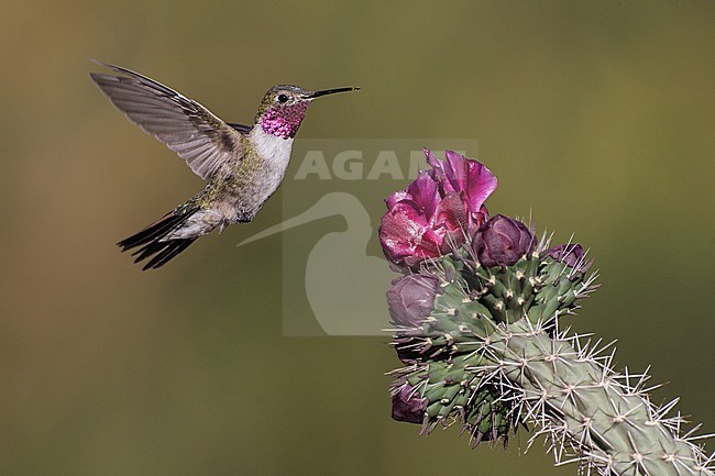 Adult male
Cochise Co., AZ
May 2011 stock-image by Agami/Brian E Small,