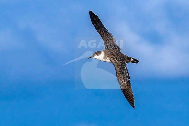 Flying Great Shearwater between Corvo & Flores, Azores. October 2011. stock-image by Agami/Vincent Legrand,