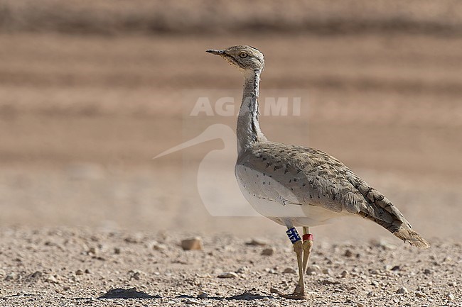 Adult female Macqueen's Bustard (Clamydotis macquenii), also known as Asian Houbara Bustard. Side view of a ringed bird standing on gravel. stock-image by Agami/Kari Eischer,