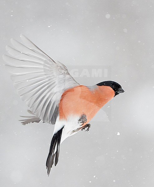 Adult male Northern Bullfinch (Pyrrhula pyrrhula pyrrhula) in flight in Kuusamo, Finland. stock-image by Agami/Markus Varesvuo,