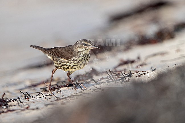 Northern Waterthrush (Parkesia noveboracensis) walking on the beach at Dry Tortugas, USA stock-image by Agami/Helge Sorensen,