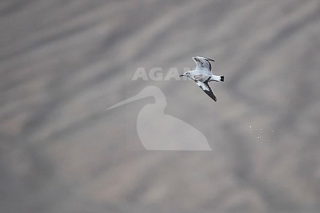 Brown-headed Gull (Larus brunnicephalus) Tajikistan, 1st summer in flight stock-image by Agami/Ralph Martin,