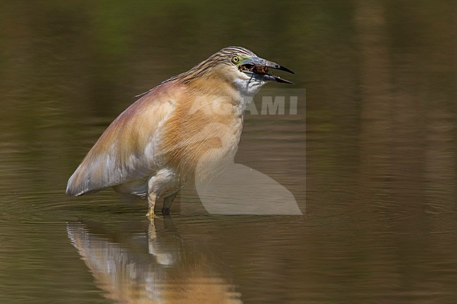 Ralreiger; Squacco Heron stock-image by Agami/Daniele Occhiato,