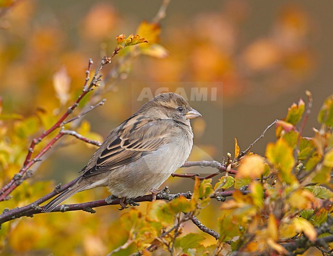 House Sparrow; Huismus stock-image by Agami/Markus Varesvuo,