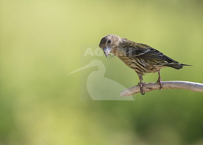 Immature Common Crossbill (Loxia curvirostra) with two small wing bars. Perched on edge of a twig in a pine forest in pre-Pyrenees in Spain. stock-image by Agami/Marc Guyt,