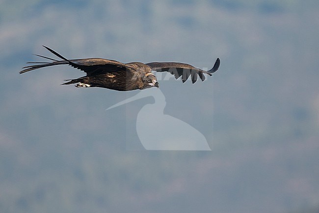 Cinereous Vulture - Mönchsgeier - Aegypius monachus, Spain, immature stock-image by Agami/Ralph Martin,