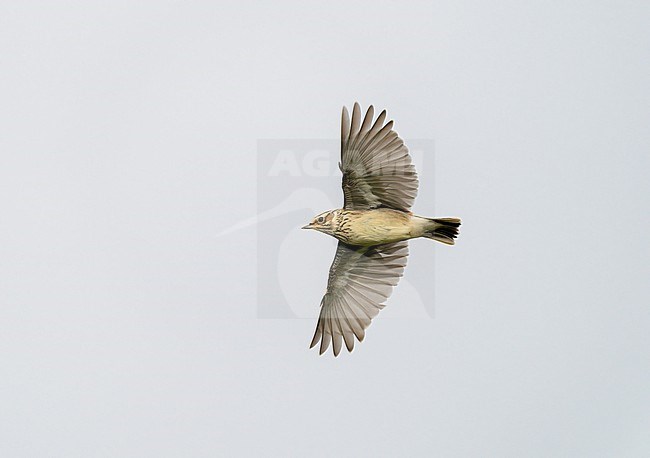 Woodlark (Lullula arborea) flying, migrating showing underwings stock-image by Agami/Ran Schols,