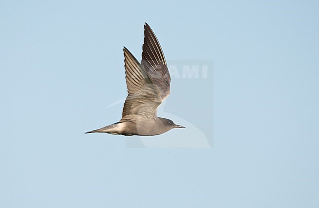 Zwarte Stern in de vlucht; Black Tern in flight stock-image by Agami/Ran Schols,