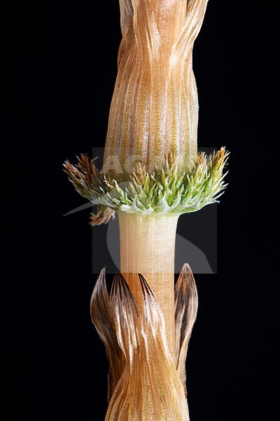 Bospaardenstaart, Wood horsetail, Equisetum sylvaticum stock-image by Agami/Wil Leurs,