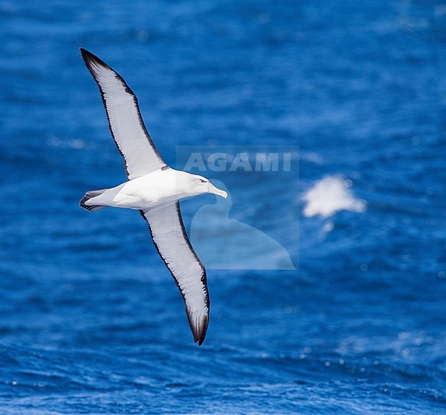 Adult White-capped Albatross (Thalassarche steadi). At sea between Auckland islands (New Zealand) and Macquarie island (Australia). stock-image by Agami/Marc Guyt,