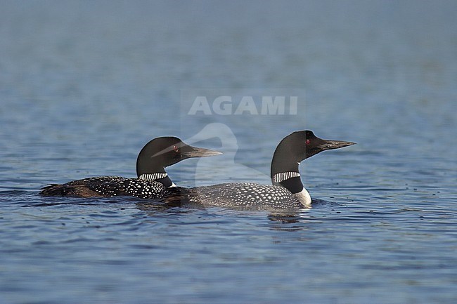 Common Loon (Gavia immer) swimming on a lake in Ontario, Canada. stock-image by Agami/Glenn Bartley,