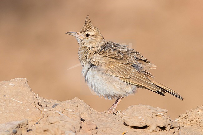 Maghreb Lark (Galerida macrorhyncha randonii), adult standing on the ground stock-image by Agami/Saverio Gatto,