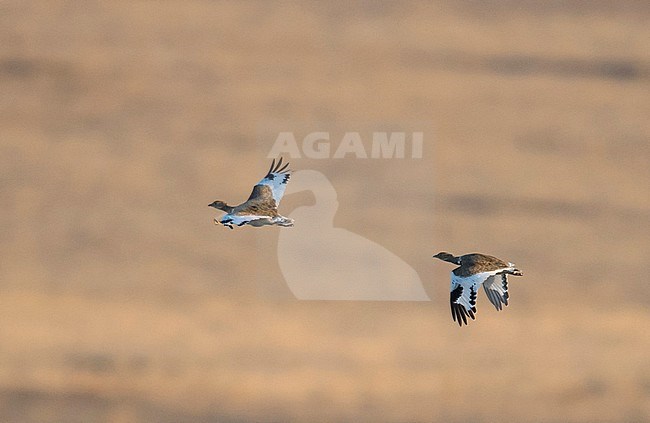 Little Bustards (Tetrax tetrax) in flight over Spain countryside. stock-image by Agami/Markku Rantala,