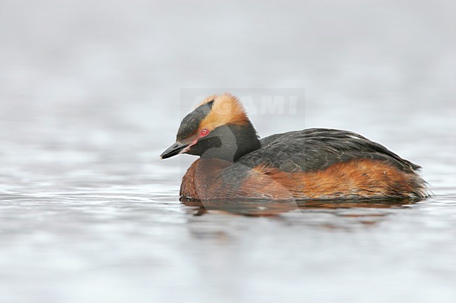 Kuifduiker in zomerkleed; Horned Grebe in summer plumage stock-image by Agami/Menno van Duijn,