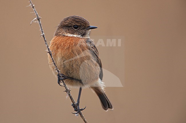 Vrouwtje Roodborsttapuit; Female European Stonechat stock-image by Agami/Rob Olivier,